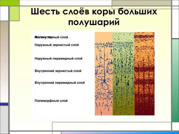 Шесть слоёв коры больших полушарий