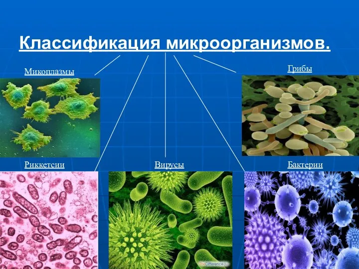 Классификация микроорганизмов. Микоплазмы Грибы Вирусы Риккетсии Бактерии
