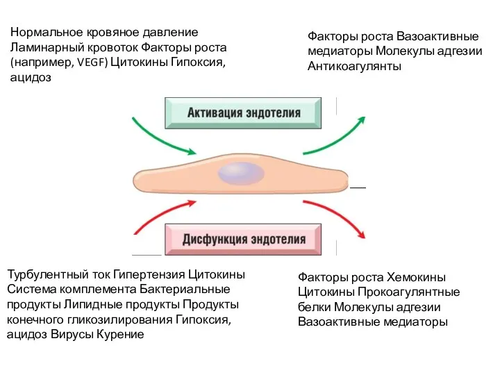 Нормальное кровяное давление Ламинарный кровоток Факторы роста (например, VEGF) Цитокины Гипоксия, ацидоз