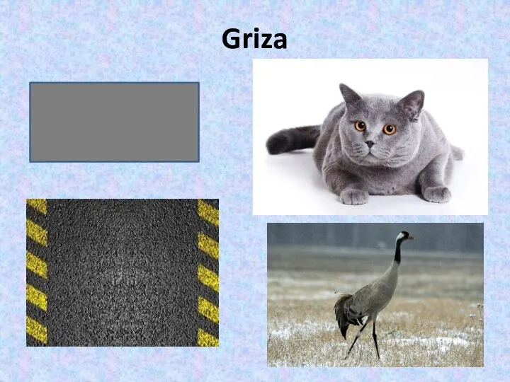 Griza