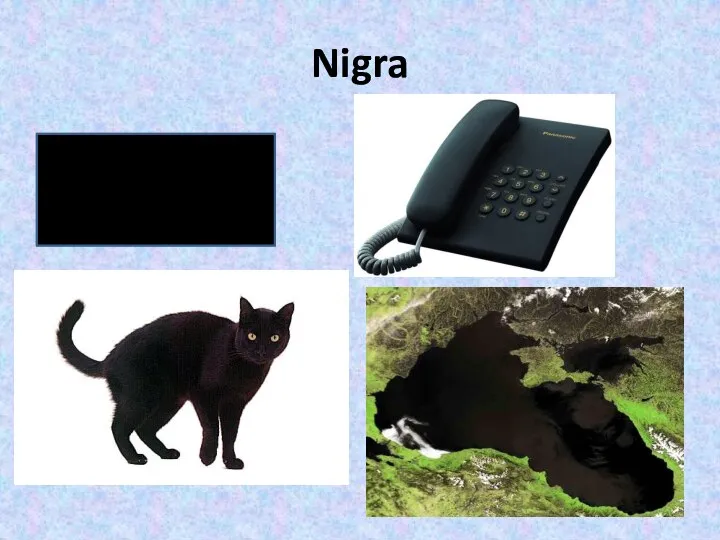 Nigra