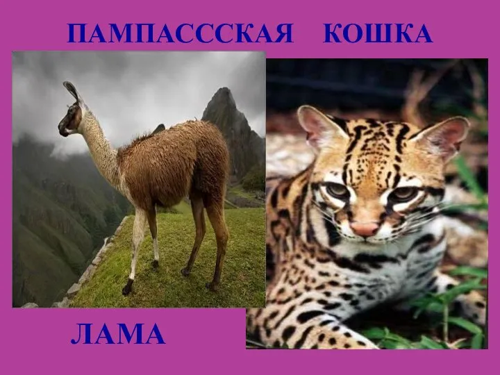 ПАМПАСССКАЯ КОШКА КОШКА ЛАМА