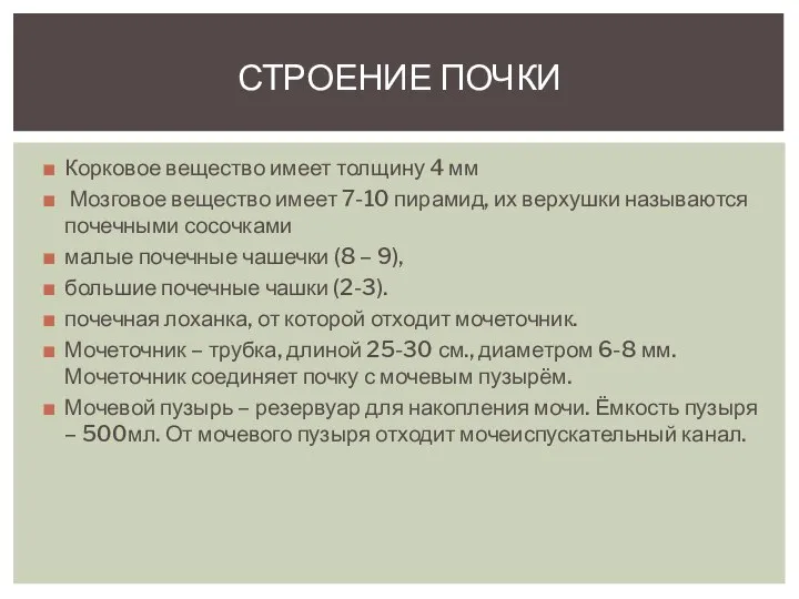 Корковое вещество имеет толщину 4 мм Мозговое вещество имеет 7-10 пирамид, их