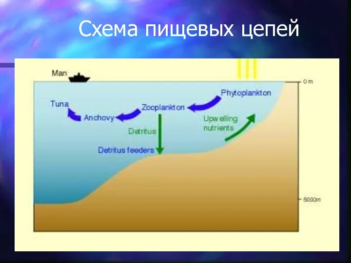 Схема пищевых цепей