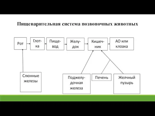 Пищеварительная система позвоночных животных