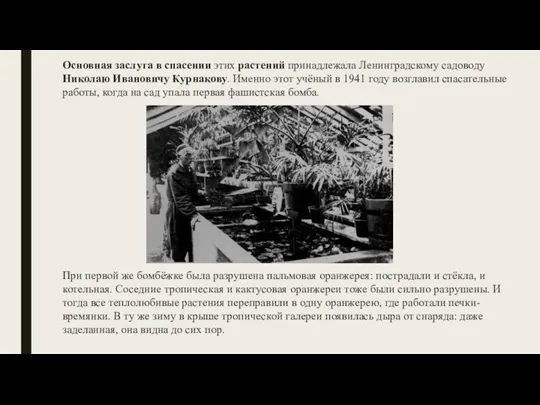 Основная заслуга в спасении этих растений принадлежала Ленинградскому садоводу Николаю Ивановичу Курнакову.