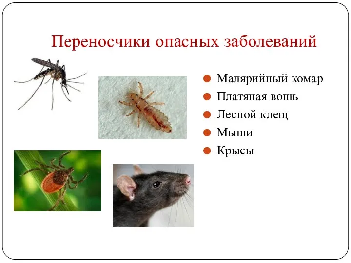 Переносчики опасных заболеваний Малярийный комар Платяная вошь Лесной клещ Мыши Крысы