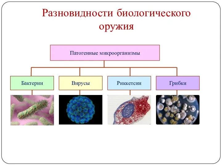 Разновидности биологического оружия Патогенные микроорганизмы Бактерии Вирусы Грибки Риккетсии