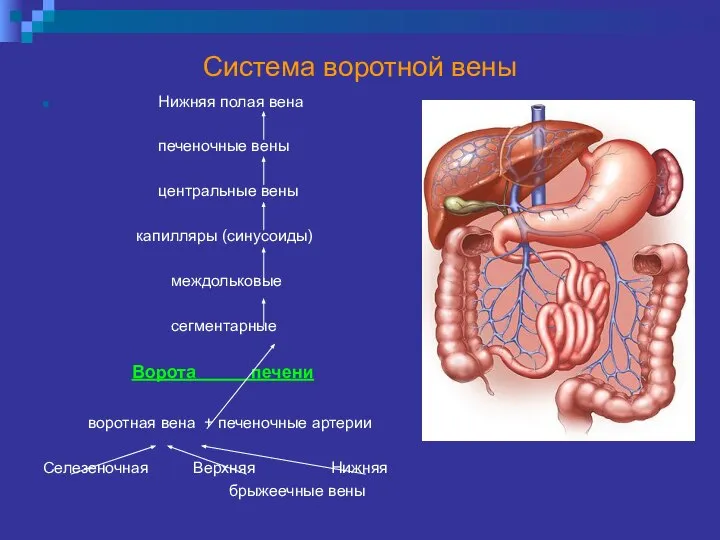 Система воротной вены Нижняя полая вена печеночные вены центральные вены капилляры (синусоиды)