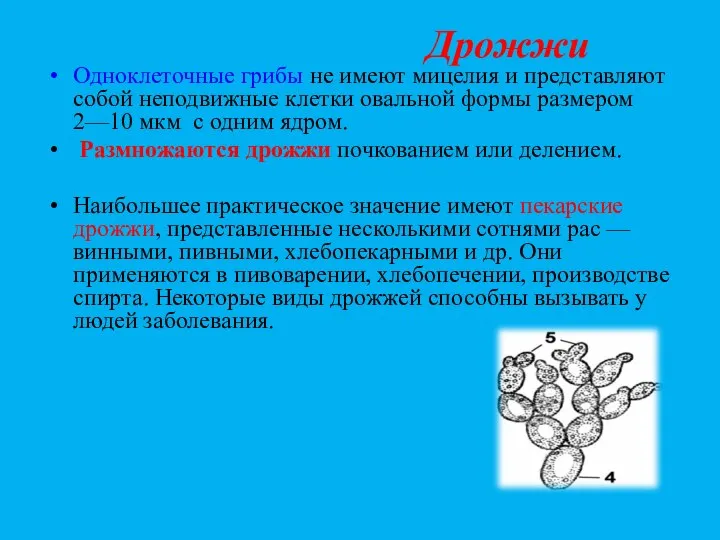 Дрожжи Одноклеточные грибы не имеют мицелия и представляют собой неподвижные клетки овальной