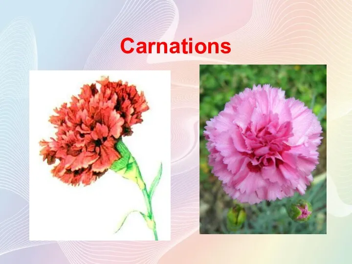 Carnations