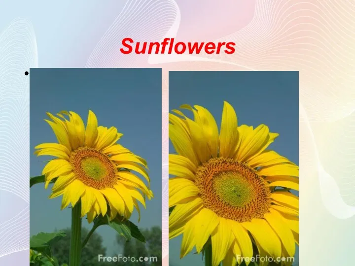 Sunflowers