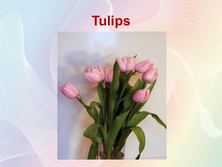 Tulips