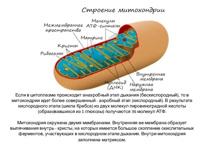 Если в цитоплазме происходит анаэробный этап дыхания (бескислородный), то в митохондрии идет