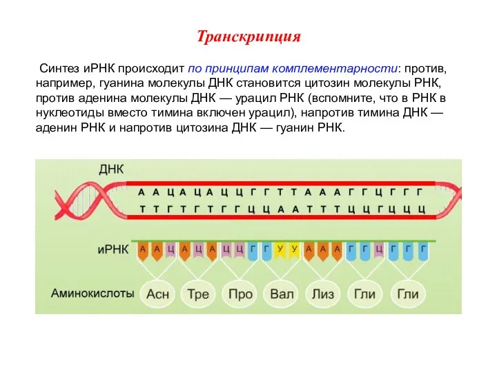 Синтез иРНК происходит по принципам комплементарности: против, например, гуанина молекулы ДНК становится