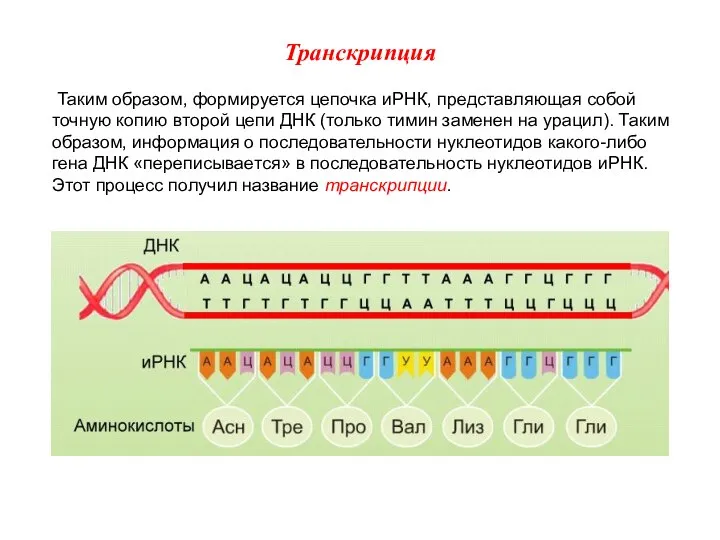 Таким образом, формируется цепочка иРНК, представляющая собой точную копию второй цепи ДНК