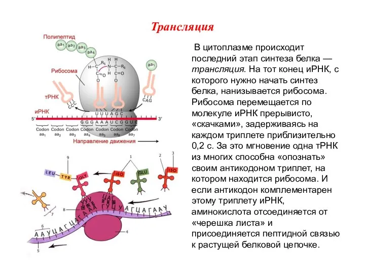 В цитоплазме происходит последний этап синтеза белка — трансляция. На тот конец