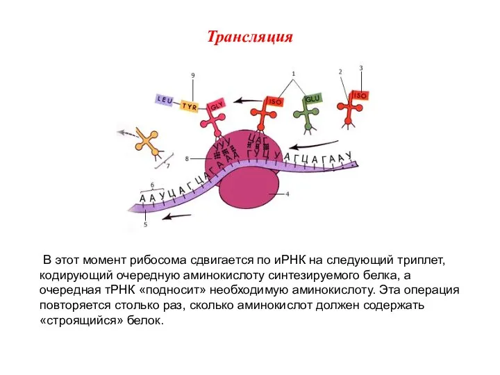 В этот момент рибосома сдвигается по иРНК на следующий триплет, кодирующий очередную