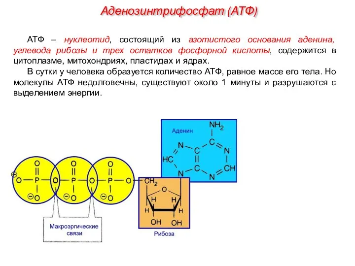 АТФ – нуклеотид, состоящий из азотистого основания аденина, углевода рибозы и трех
