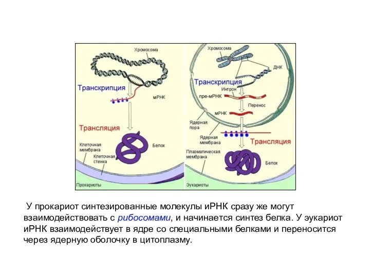 У прокариот синтезированные молекулы иРНК сразу же могут взаимодействовать с рибосомами, и