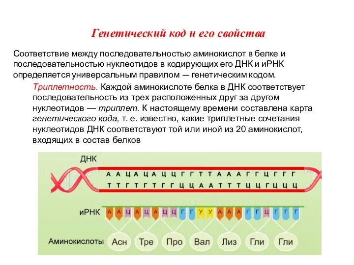 Генетический код и его свойства Триплетность. Каждой аминокислоте белка в ДНК соответствует