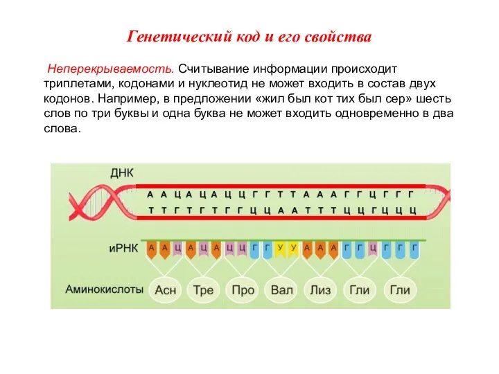 Генетический код и его свойства Неперекрываемость. Считывание информации происходит триплетами, кодонами и