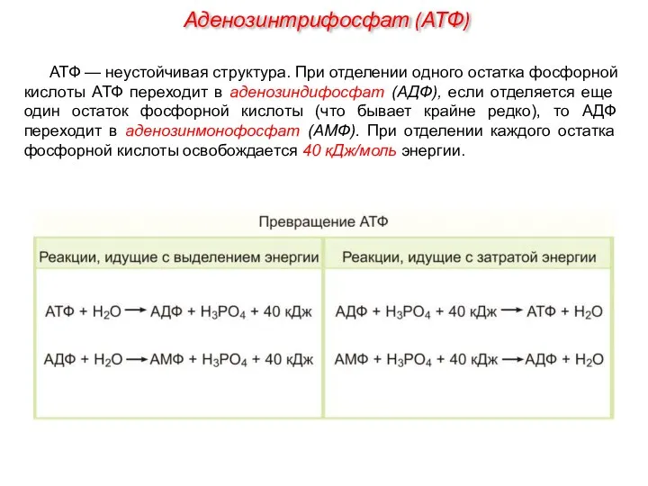 АТФ — неустойчивая структура. При отделении одного остатка фосфорной кислоты АТФ переходит