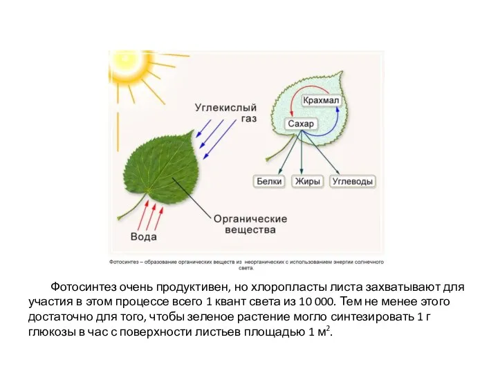 Фотосинтез очень продуктивен, но хлоропласты листа захватывают для участия в этом процессе