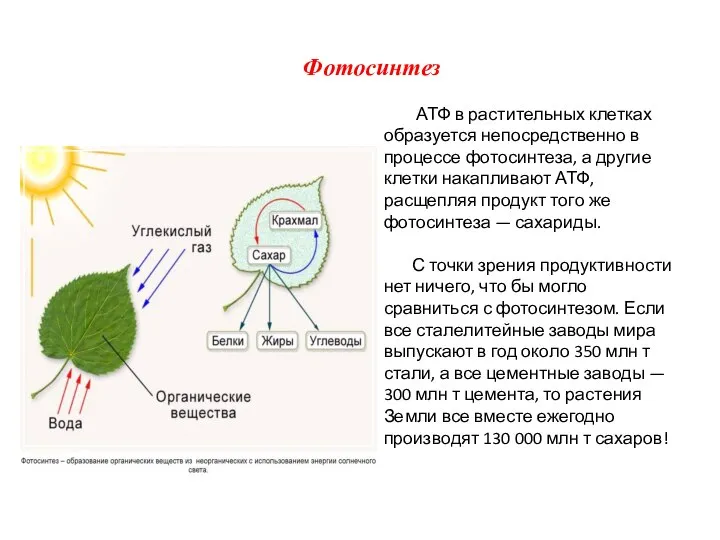 АТФ в растительных клетках образуется непосредственно в процессе фотосинтеза, а другие клетки