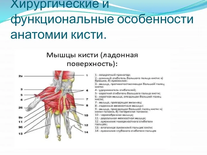 Хирургические и функциональные особенности анатомии кисти.