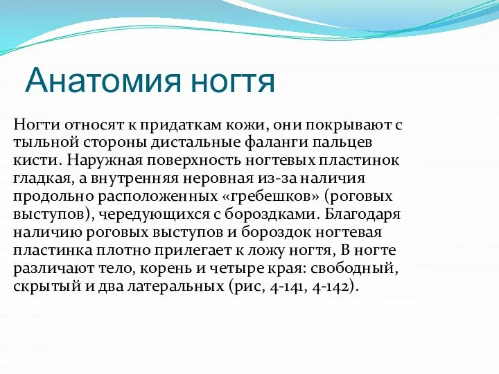 Анатомия ногтя Ногти относят к придаткам кожи, они покрывают с тыльной стороны