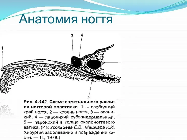 Анатомия ногтя