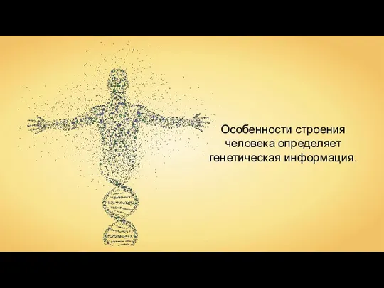 Особенности строения человека определяет генетическая информация.