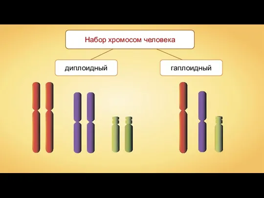 диплоидный гаплоидный Набор хромосом человека