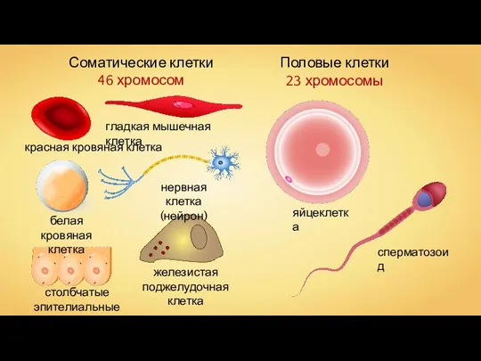 Половые клетки 23 хромосомы Соматические клетки 46 хромосом красная кровяная клетка белая