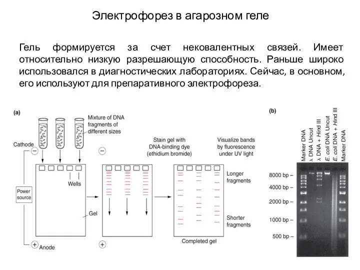 Электрофорез в агарозном геле Гель формируется за счет нековалентных связей. Имеет относительно