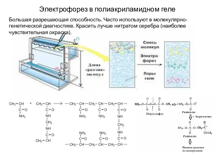 Электрофорез в полиакриламидном геле Большая разрешающая способность. Часто используют в молекулярно-генетической диагностике.