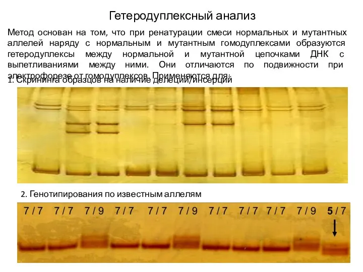 Гетеродуплексный анализ Метод основан на том, что при ренатурации смеси нормальных и