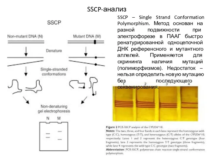 SSCP-анализ SSCP – Single Strand Conformation Polymorphism. Метод основан на разной подвижности