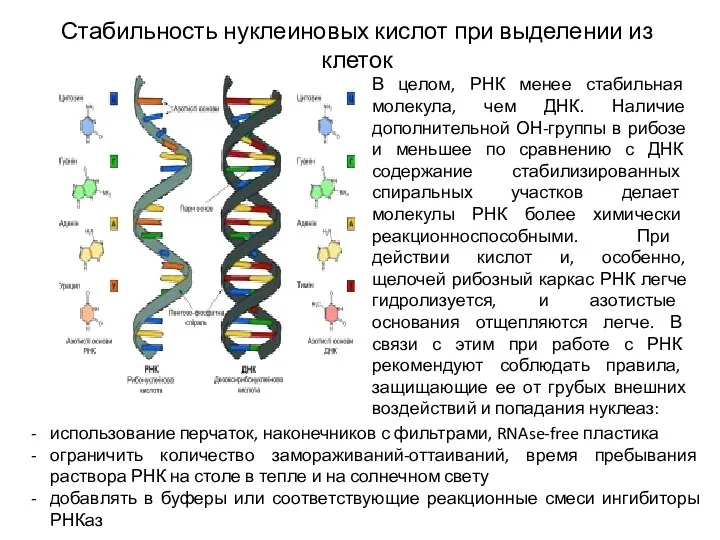 Стабильность нуклеиновых кислот при выделении из клеток В целом, РНК менее стабильная