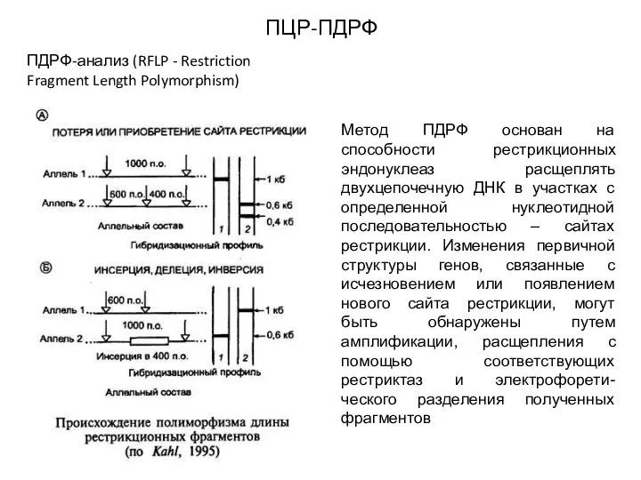 ПЦР-ПДРФ ПДРФ-анализ (RFLP - Restriction Fragment Length Polymorphism) Метод ПДРФ основан на
