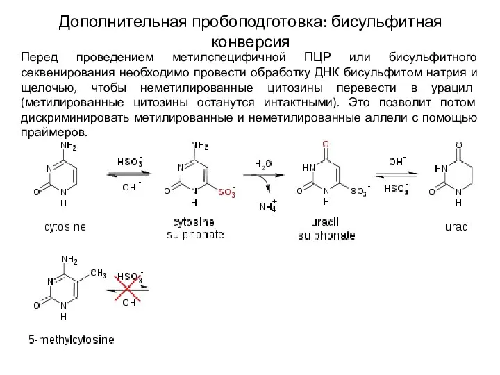 Дополнительная пробоподготовка: бисульфитная конверсия Перед проведением метилспецифичной ПЦР или бисульфитного секвенирования необходимо