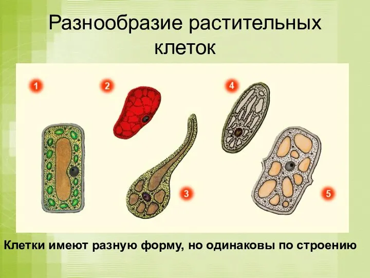 Разнообразие растительных клеток Клетки имеют разную форму, но одинаковы по строению