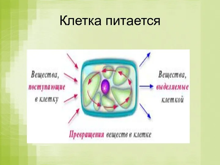 Клетка питается