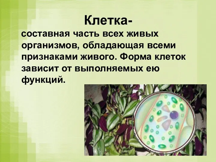 Клетка- составная часть всех живых организмов, обладающая всеми признаками живого. Форма клеток