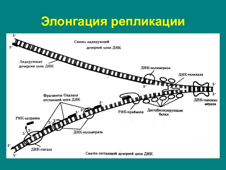 Ведущая цепь синтезируется в направлении от 5' к 3' концу (при этом