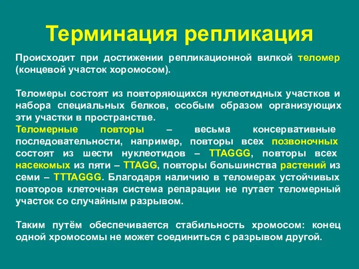 Происходит при достижении репликационной вилкой теломер (концевой участок хоромосом). Теломеры состоят из