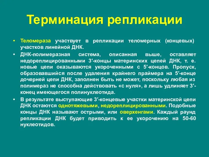 Терминация репликации Теломераза участвует в репликации теломерных (концевых) участков линейной ДНК. ДНК-полимеразная