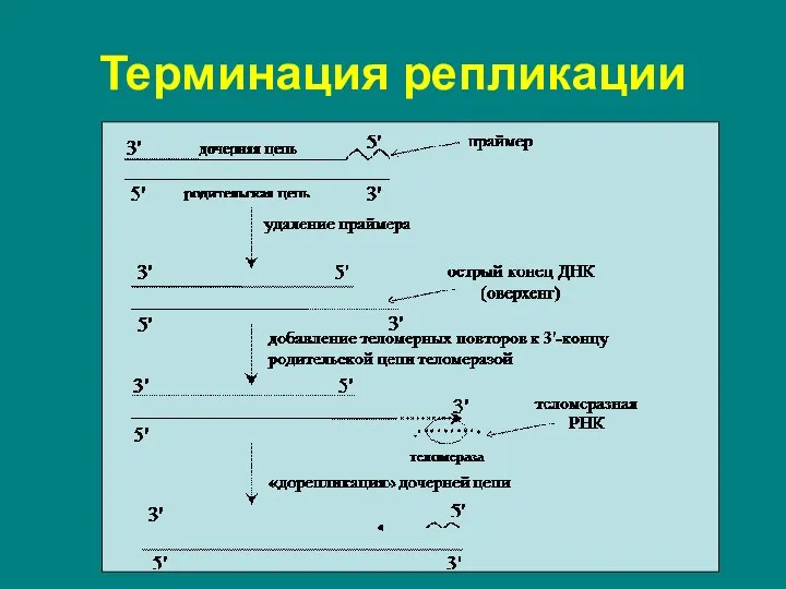 Терминация репликации