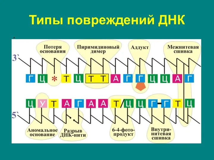 . Типы повреждений ДНК